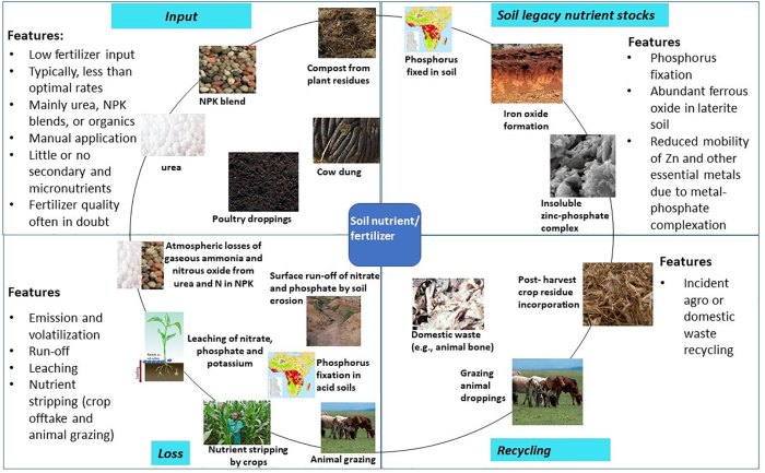 Frontiers | Fertilizers for food and nutrition security in sub-Saharan ...